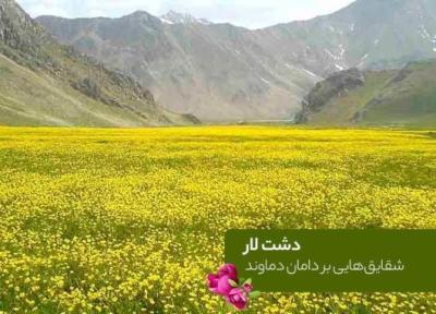 دشت لار؛ شقایق هایی بر دامان دماوند دشت لار؛ شقایق هایی بر دامان دماوند